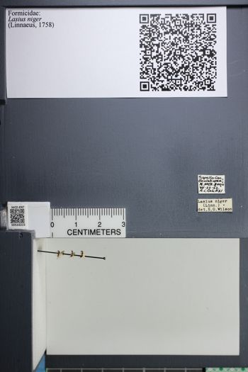 Media type: image;   Entomology 533215